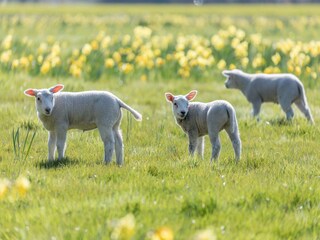 Parque de vacaciones Borger Entorno 14