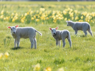 Ferienpark Borger Umgebung 14