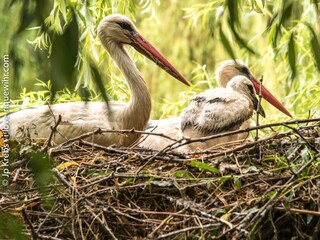 Appartamento per vacanze Riquewihr Ambiente 19