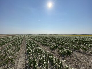 Flower bulbs