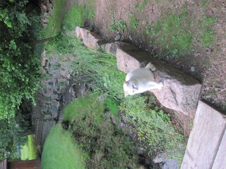 Brutus bewacht den Bach