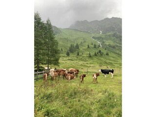 Appartamento per vacanze Bad Gastein Ambiente 10