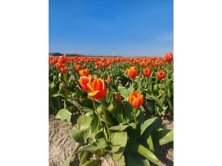 Tulpenfelder