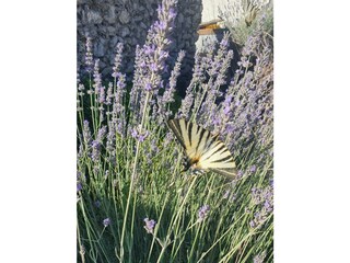 Vrsi, Ferienhaus Eda