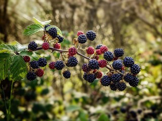 Vakantiehuis Olofström  14