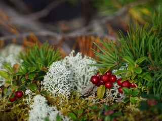 Holiday house Olofström  27