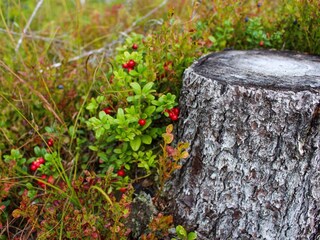 Vakantiehuis Olofström  15