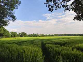 Niederrheinlandschaft