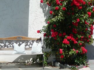 Kletterrose am Hauseck