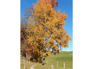 goldener Herbst in Obermaiselstein
