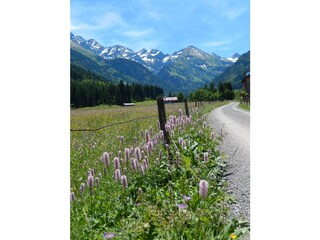 opulent blühende Wiesen