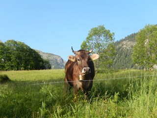 eine wunderschöne Dame