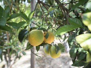 Villa Benitachell Registrazione all'aperto 11
