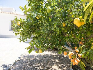 Villa Benissa Registrazione all'aperto 18