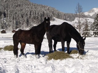 Appartamento per vacanze Riezlern Ambiente 15