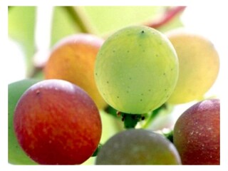 Reifeprozess Weinbeere