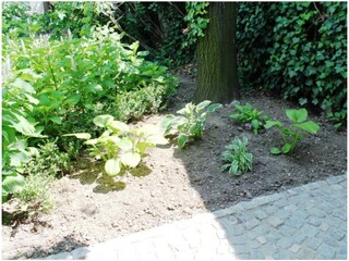 Funkien unter der Linde