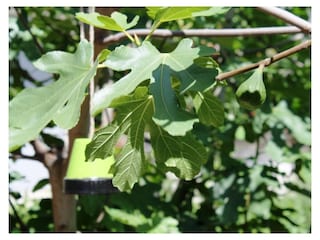 Feigenbaum