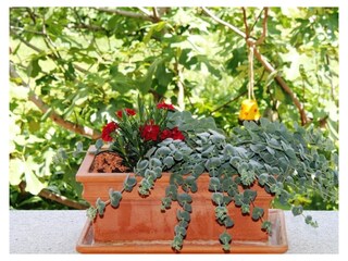 Blumen Veranda