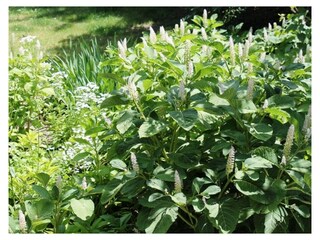 Gartenpflanzen