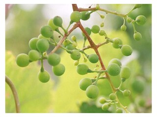 Weintraube nach der Blüte