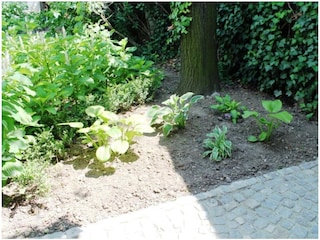 Funkien unter der Linde