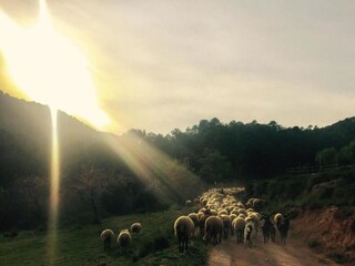 Type de propriété : Ferme Sant Salvador de Guardiola Environnement 35