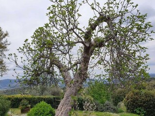 Maison de vacances Seggiano  30
