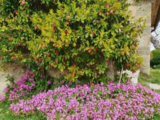 Maison de vacances Seggiano  31