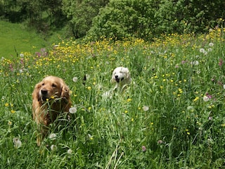 Hunde sind bei uns willkommen und wohnen GRATIS U