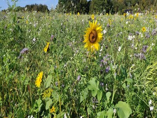 Appartamento Bissendorf Ambiente 30