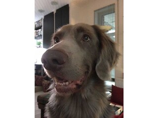 Auch ihr Hund ist willkommen!
