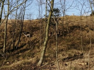 Casa per le vacanze Bruinisse Ambiente 30