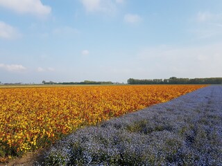 Casa per le vacanze Bruinisse Ambiente 33