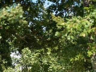 Villa Barban Registrazione all'aperto 20