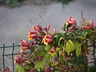 Villa Sernhac Buitenaudio-opname 1