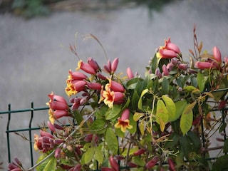 Villa Sernhac Buitenaudio-opname 3