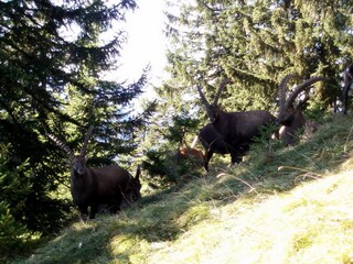 Ibexes Benediktenwand