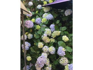 ein Garten voll mit herrlich blauen Hortensien…