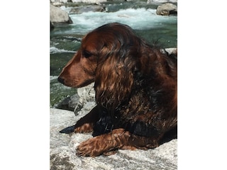 auch unsere 4 -beinigen Freunde haben Spass am Fluss????