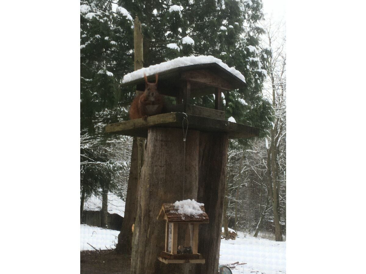 Waldbesucher im Winter