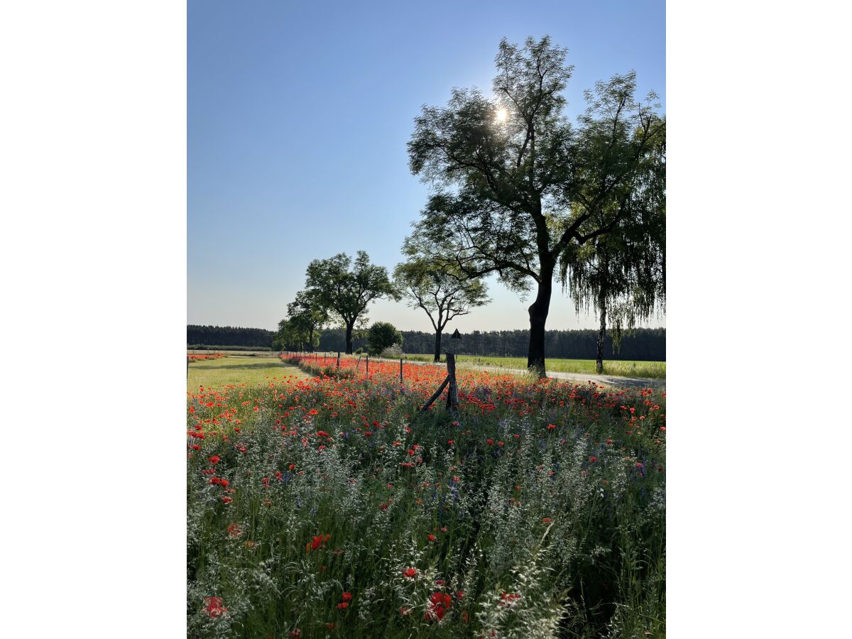 Ferienwohnung Friedland (Niederlausitz) Umgebung 25