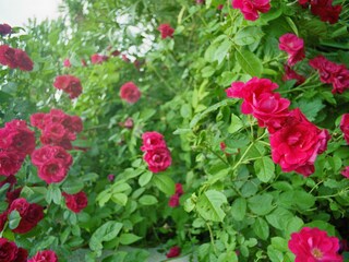 Appartamento per vacanze Arcevia Registrazione all'aperto 10