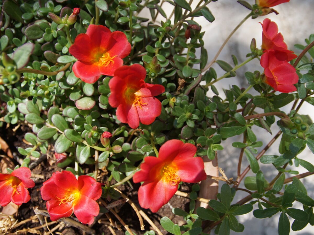 Blumen am Appartement