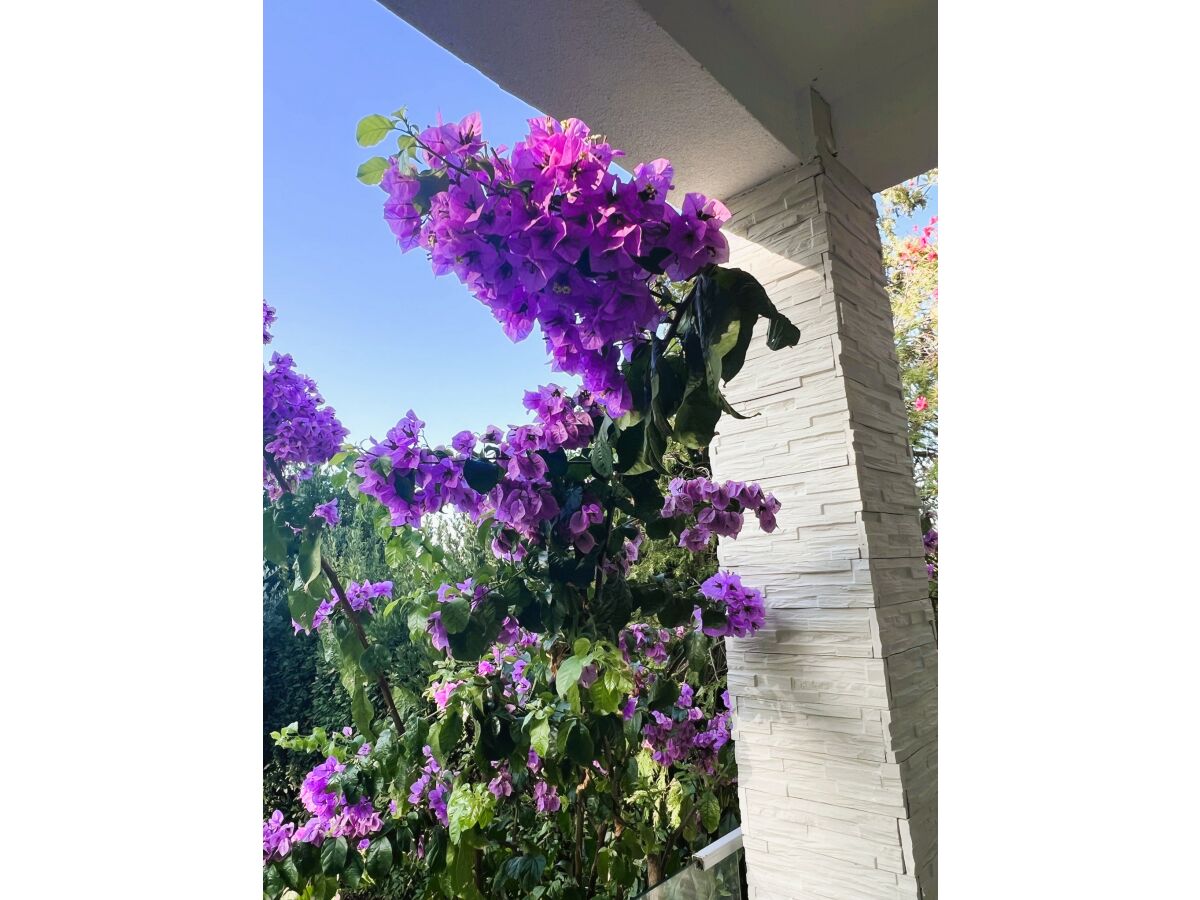 Mediterraner Garten mit fantastischem Meerblick