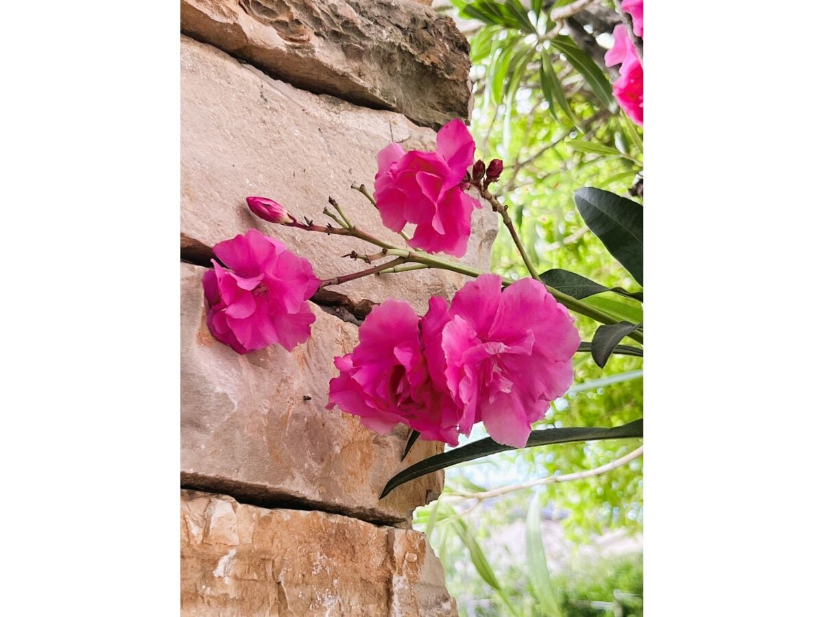 Mediterraner Garten mit fantastischem Meerblick