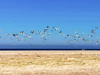 Maison de vacances Skagen  20