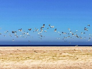 Casa de vacaciones Skagen  15
