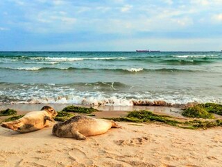 Ferienhaus Skagen  27