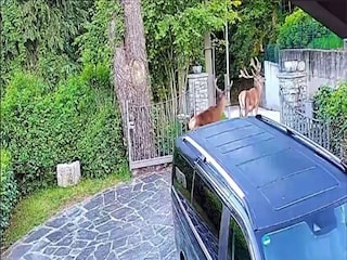 Vakantiehuis Trarego Viggiona  35